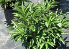Peony 'Karl Rosenfield' Paeonia lactiflora 'Karl Rosenfield'