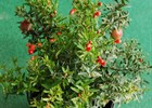 Pomegranate Dwarf Punica granatum 'Nana'