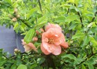 Quince Cameo Chaenomeles x superba 'Cameo'