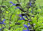 Salvia Black and Blue Salvia guaranitica 'Black and Blue'