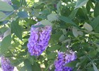 Wisteria Amethyst Falls Wisteria sinensis 'Amethyst Falls'