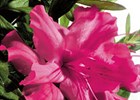 Azalea Encore Autumn Sundance PP#16184 Rhododendron x 'Roblef' PP#16184 (Encore Autumn Sundance)
