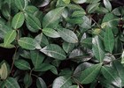Jasmine Asiatic Trachelospermum asiaticum