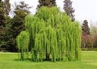 Weeping Willow Salix babylonica